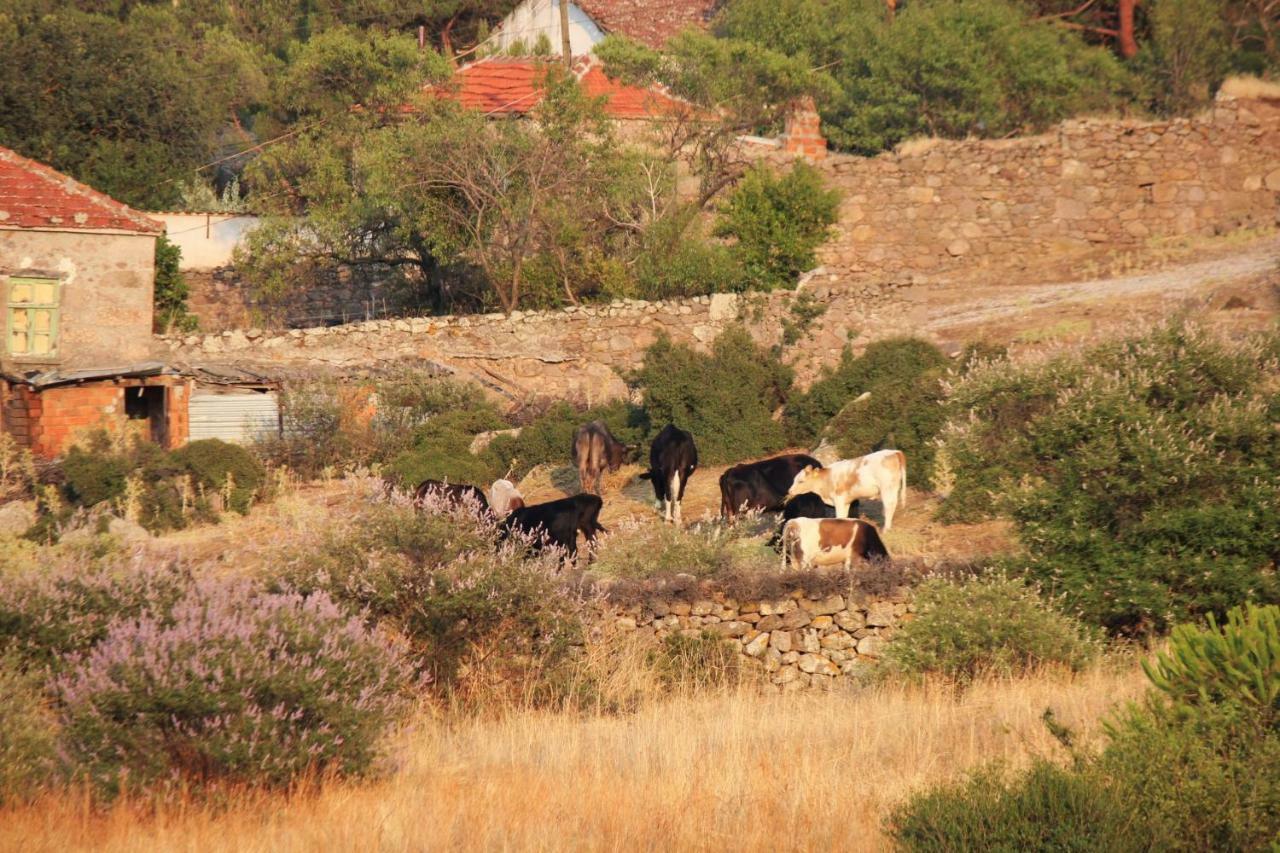 Alterna Koey Evi Guest House Ayvacik Bagian luar foto